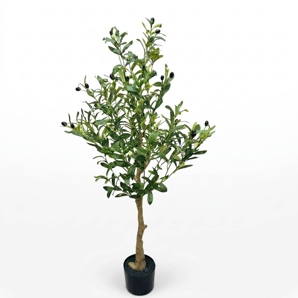 Compact Olive Tree 120cm