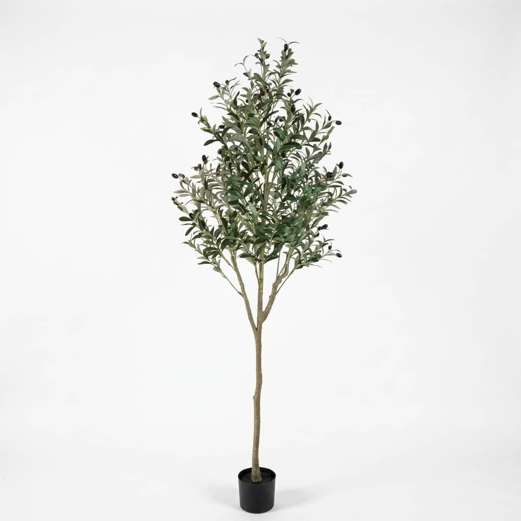 Premium Olive Tree 180cm