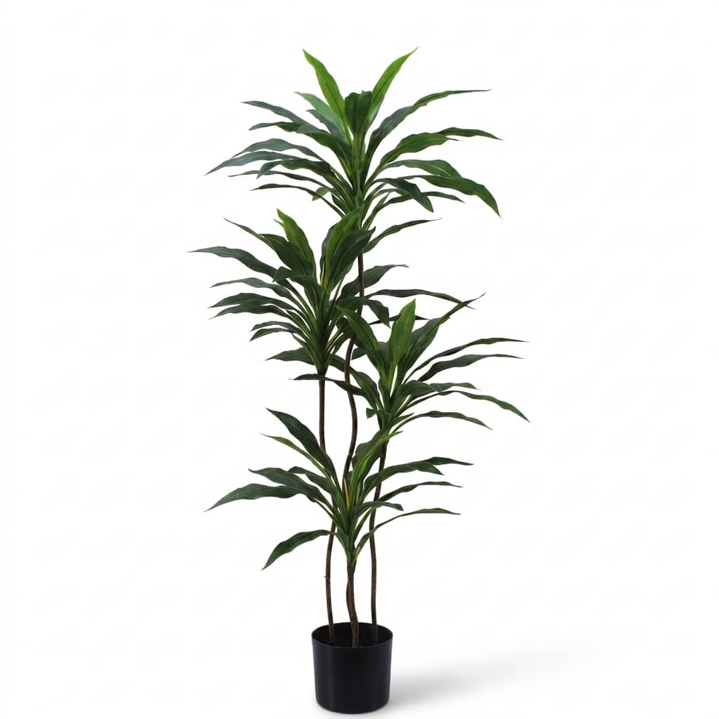 Dracaena Fragrans Indoor Plant 120cm