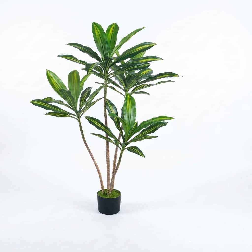 Dracaena Fragrans Compacta YU130-D