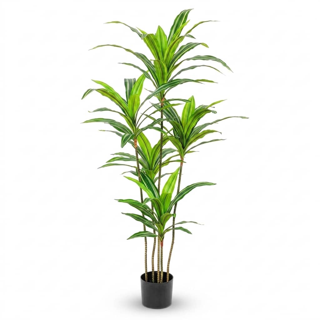 Dracaena Fragrans Corn Plant YU145