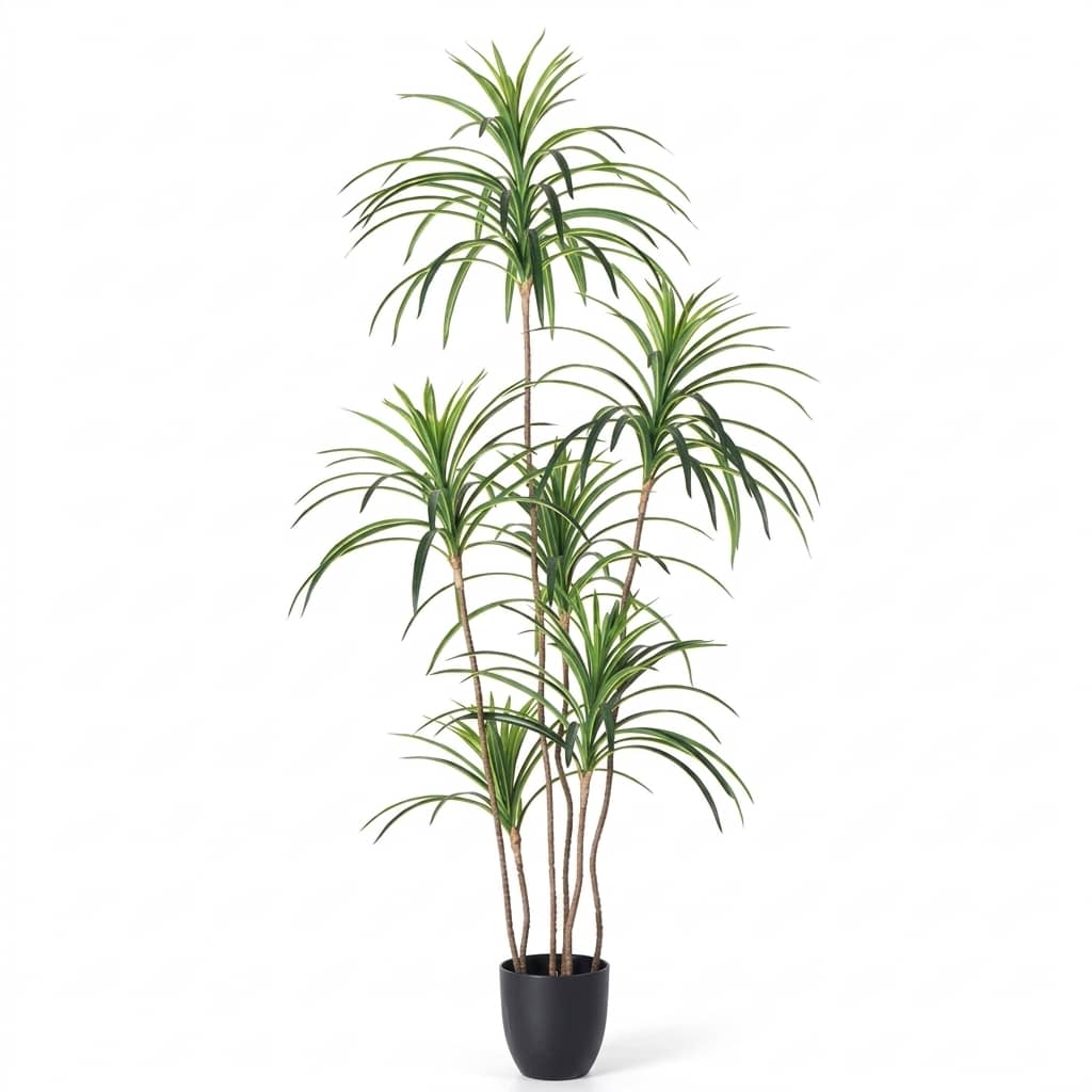 Dracaena Fragrans Massangeana 150cm