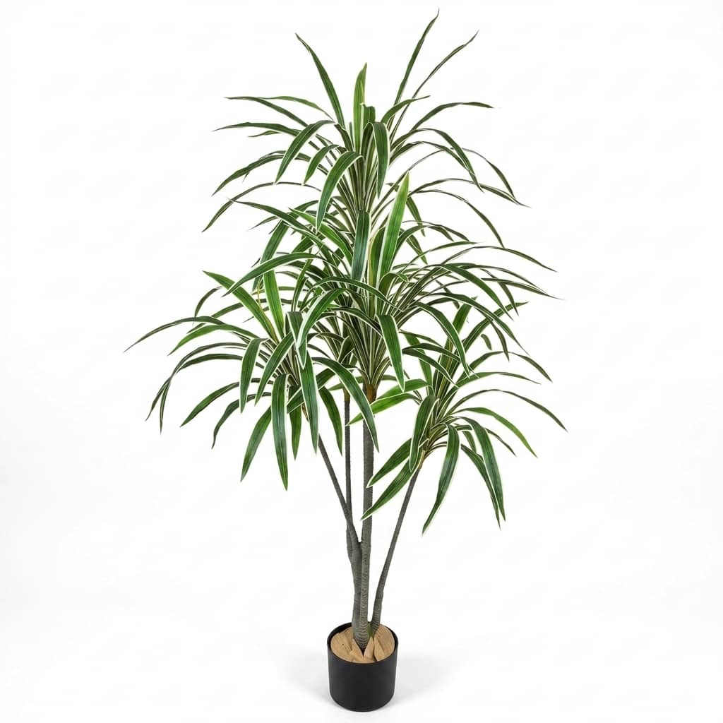 Dracaena Fragrans White Stripe YU155-W
