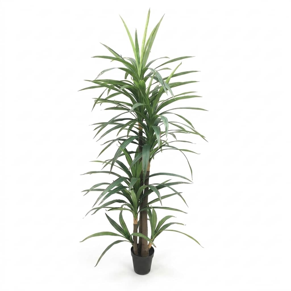 Dracaena Fragrans Tall Plant 220cm