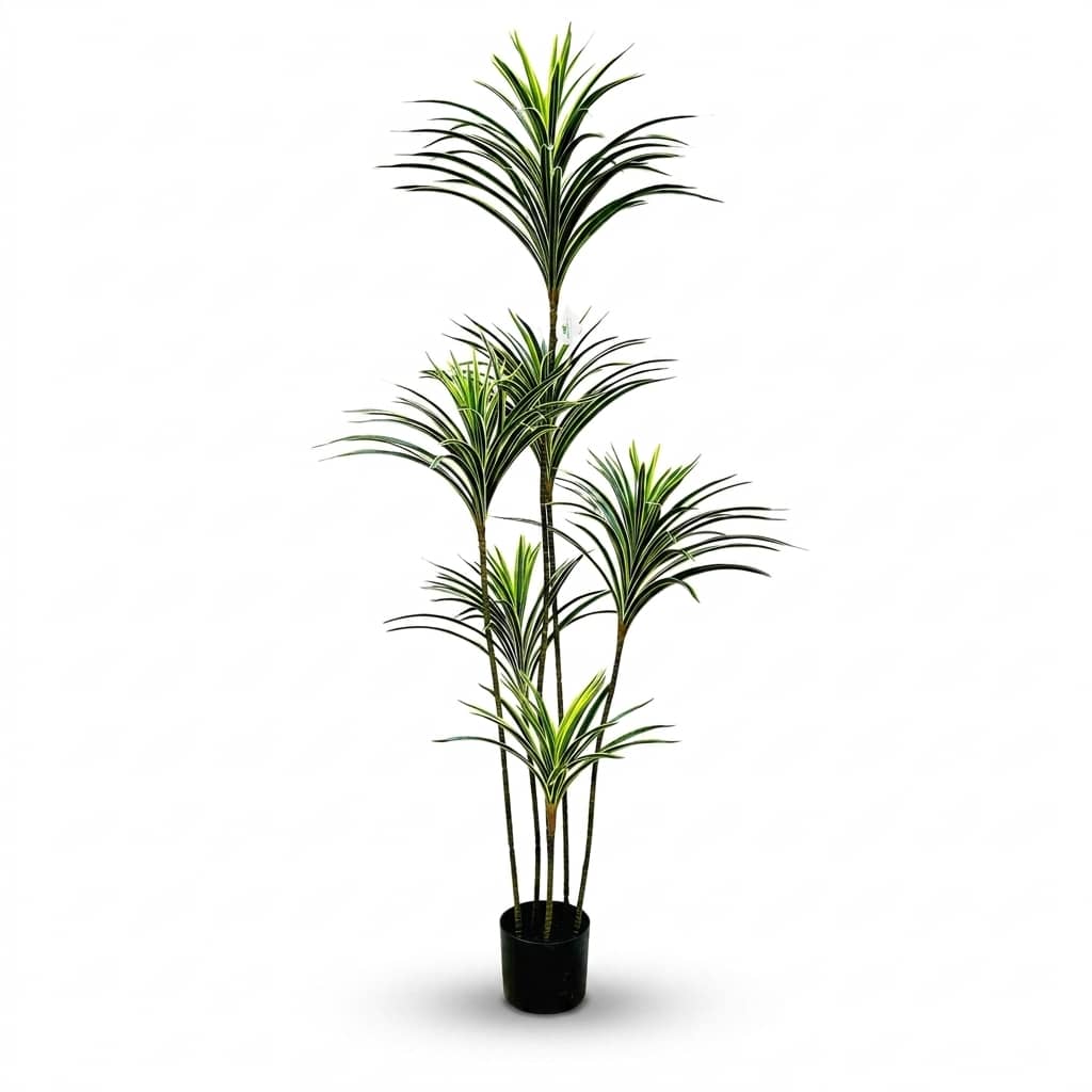 Dracaena Fragrans White Striped 150cm