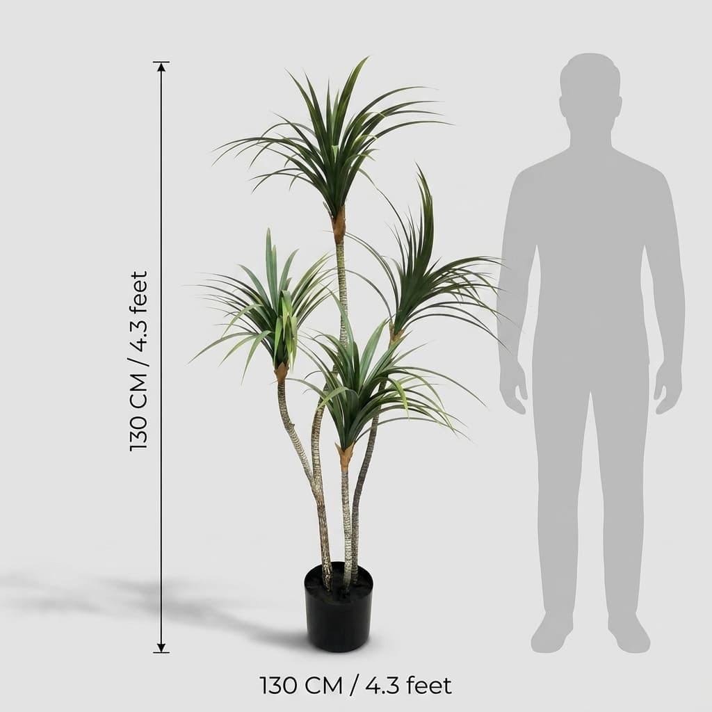 Dracaena Fragrans Corn Plant 130cm detail 3