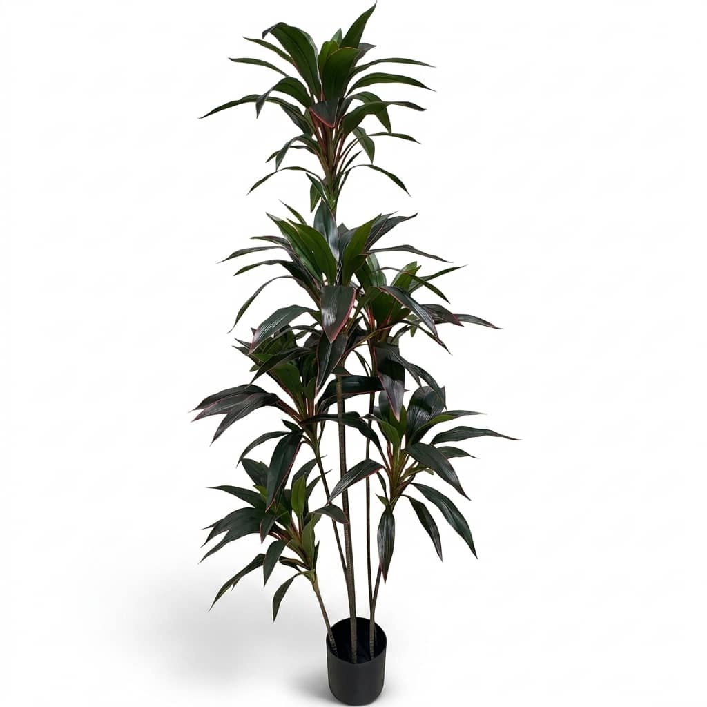 Dracaena Fragrans Multi-Stem Tree 150cm