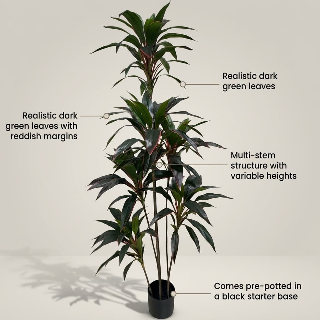 Dracaena Fragrans Multi-Stem Tree 150cm detail 5