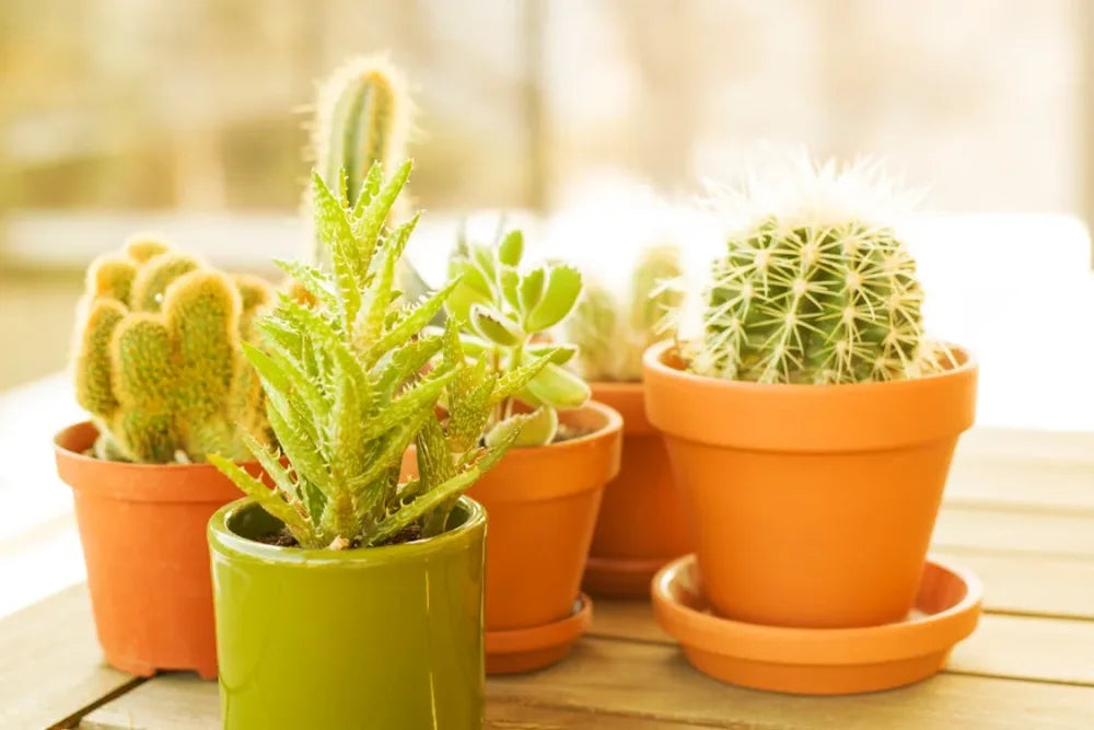How Many Types of Artificial Plants?  Green Grass Store