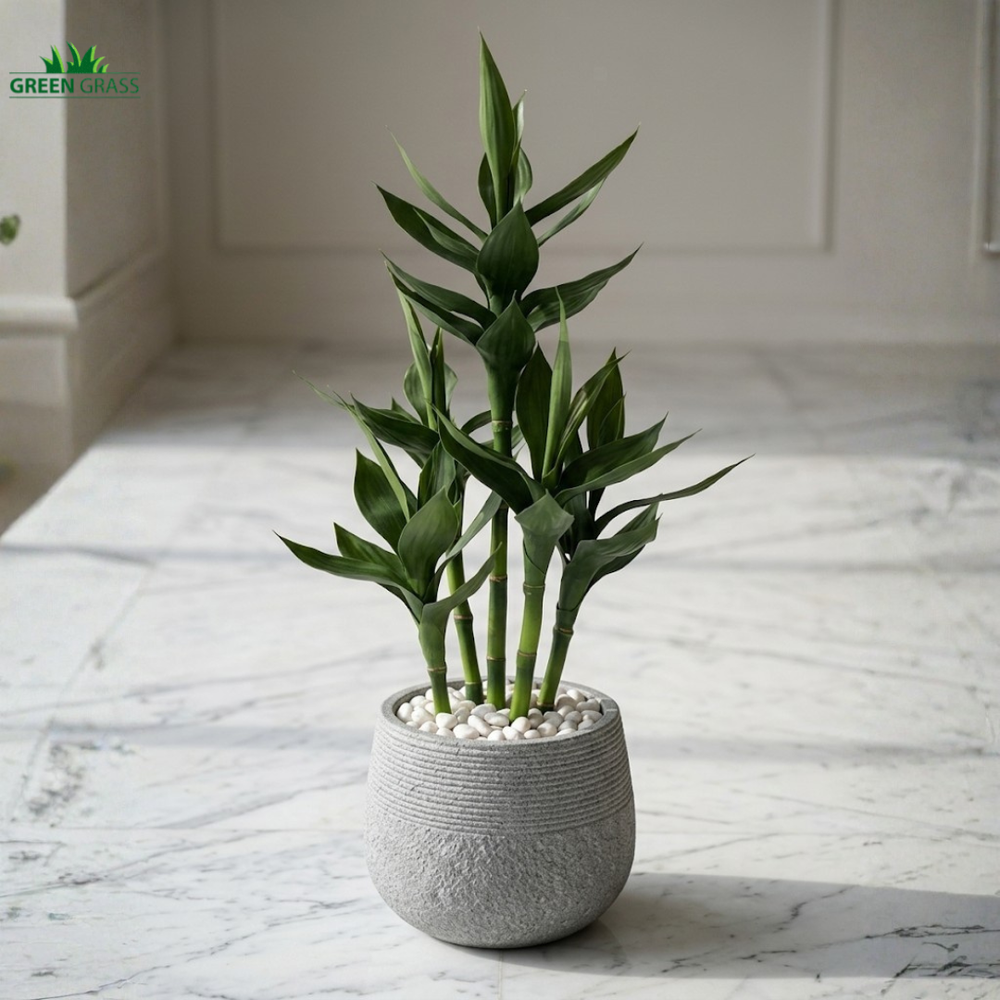 tall lucky bamboo plants Lucky Bamboo Plant in White Pot, 60cm Tall